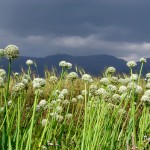 Onion Fields