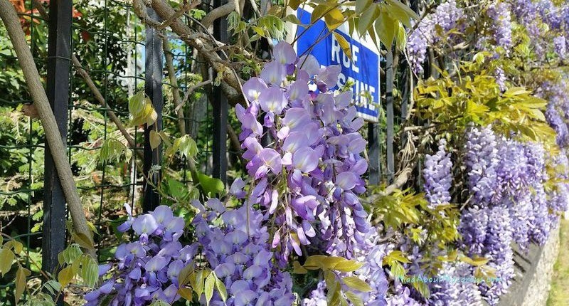 wisteria-paris-800x430